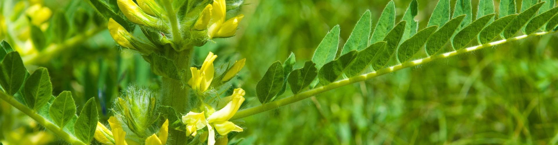 astragalus
