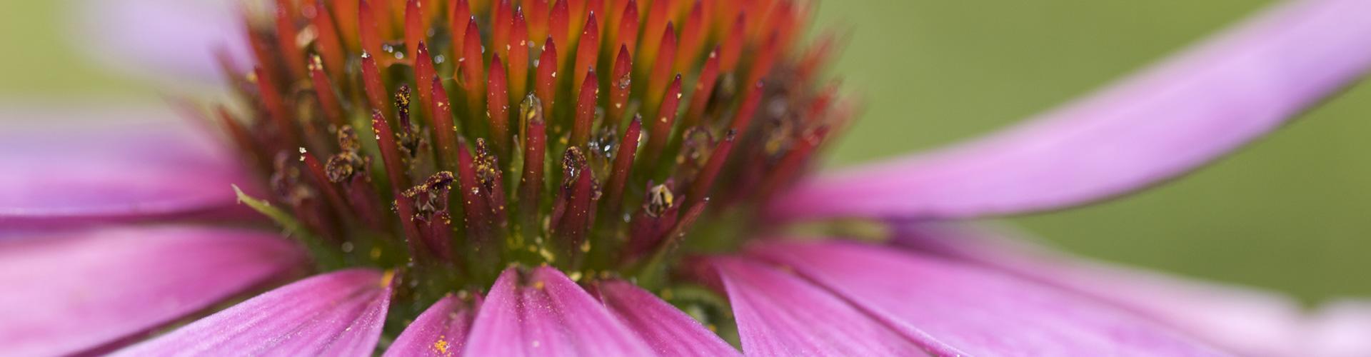 echinacea