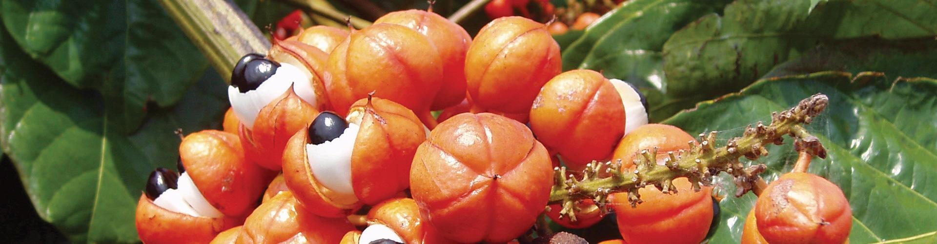 guarana