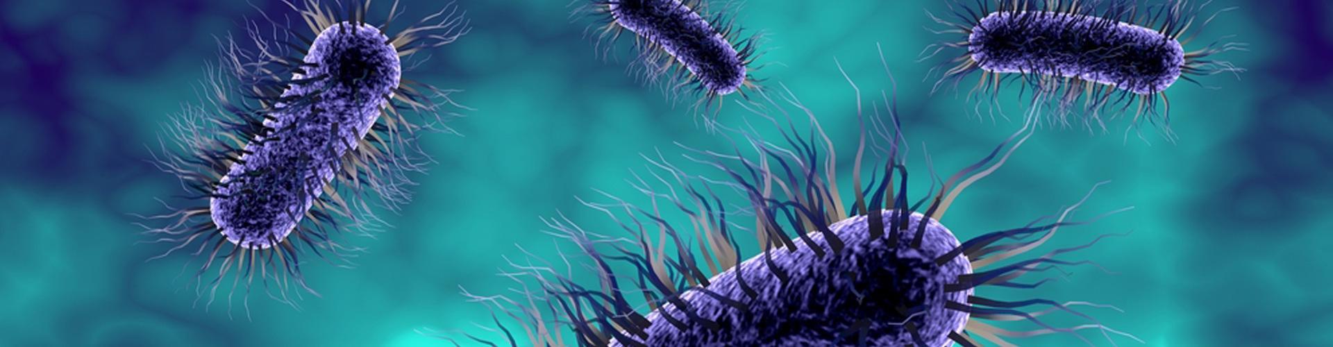 probiotiques et antibiotiques