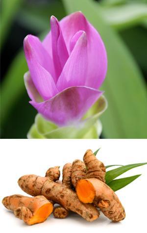 visuel curcuma - composés actifs totum