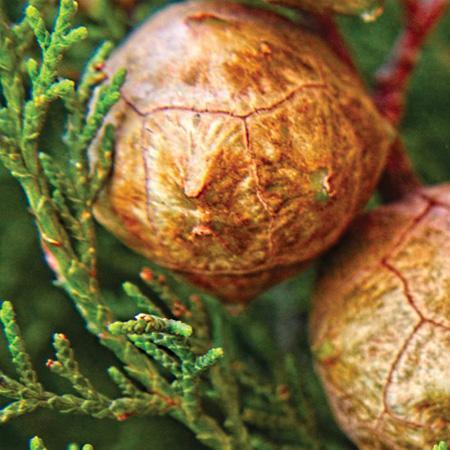 Visuel noix de cyprès