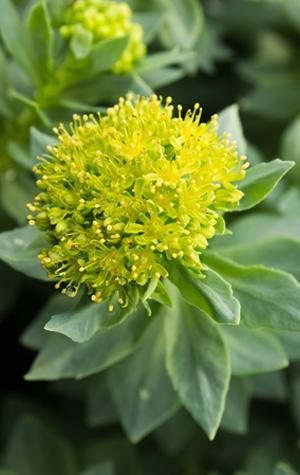 Visuel plantes
