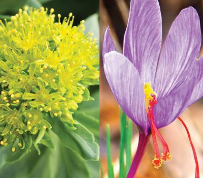 Visuel rhodiole safran