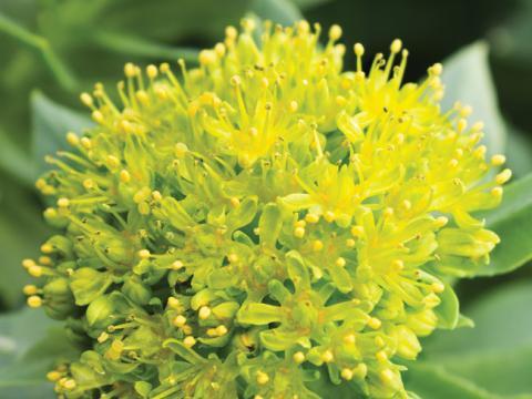 rhodiola vignette