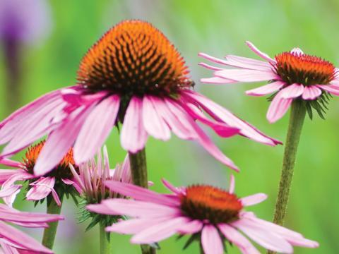 vignette echinacea