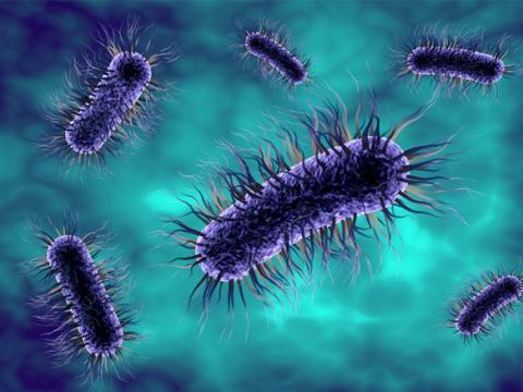 vignette probiotiques et antibiotiques