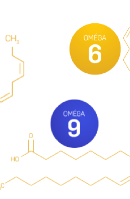 vignette fatty acids