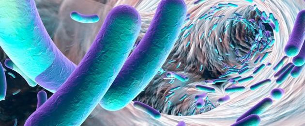 Flore intestinale Flore intestinale