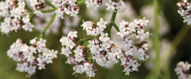 Valerian : Plant for anxiety or stress