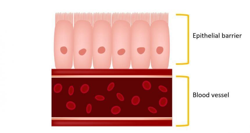 Intestinal epithelial barrier