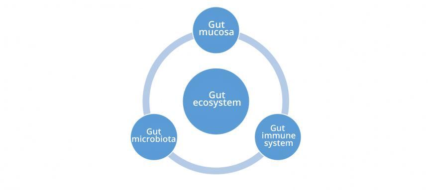 Gut Microbiota