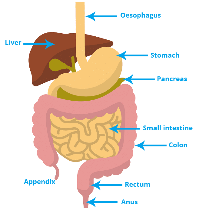 digestive system schema