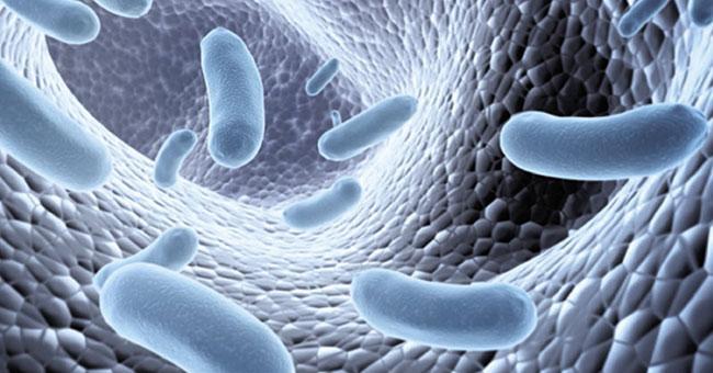 Expertise microbiotes