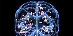 Visuel cerveau