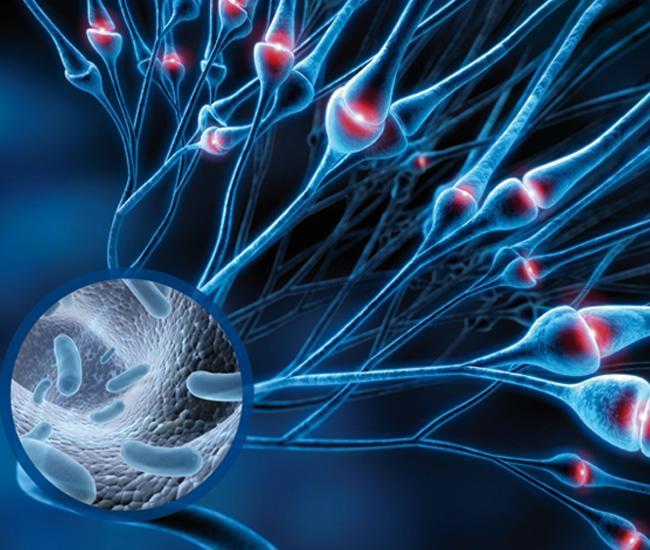 Visuel microbiotes cerveau