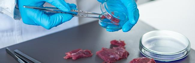 Recherche laboratoire avec viande