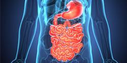 Visuel sphère digestive