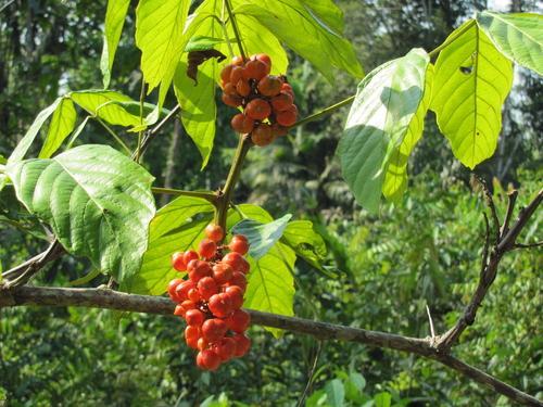 Guarana - Article Thumbnail