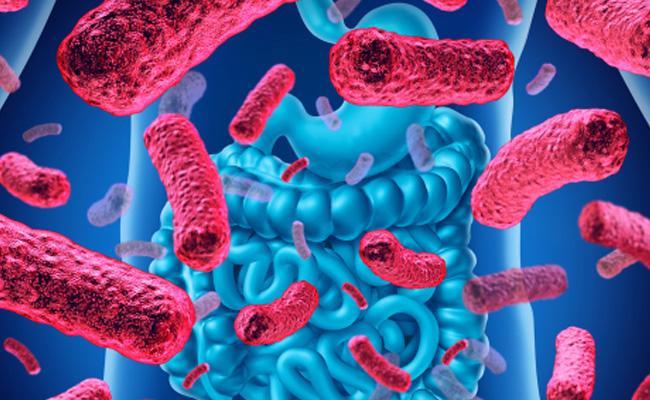 Physiologie métabolisme intestinal