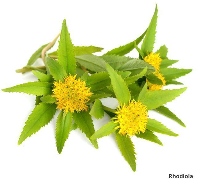 Rhodiola