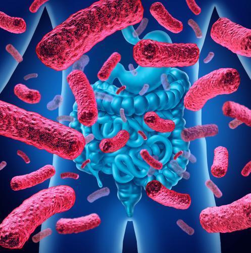What is intestinal microbiota?