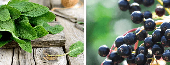 Medicinal sage and Elder