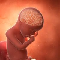 Foetus cerveau omega 3