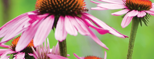 Echinacea