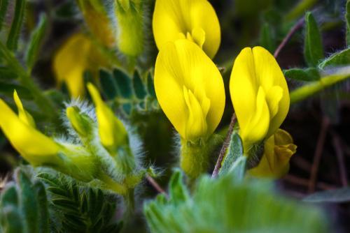 astragalus flower