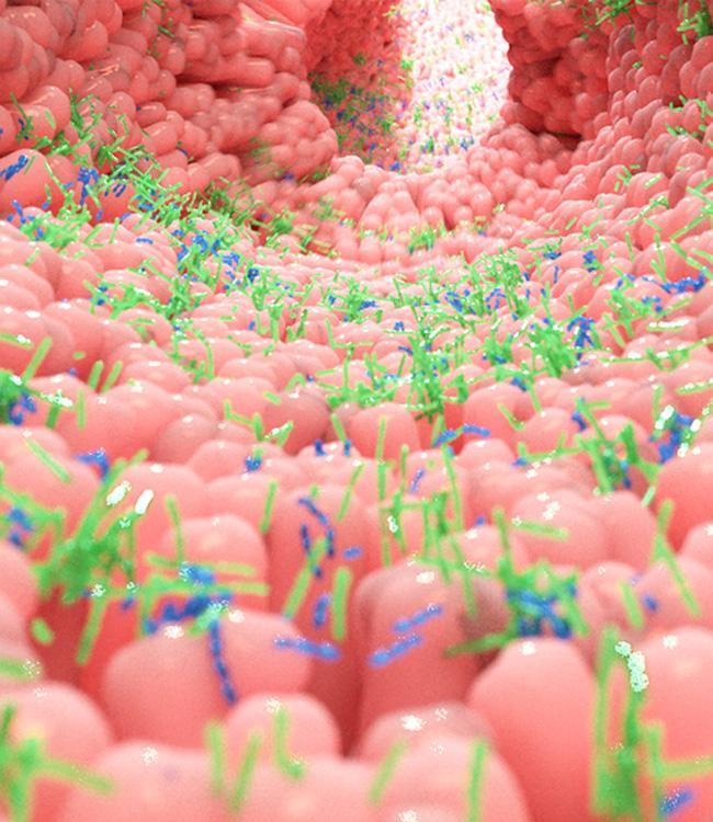 bacteries