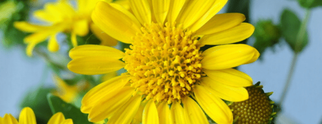 gumweed