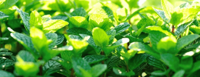 mint