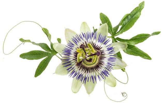 passion flower