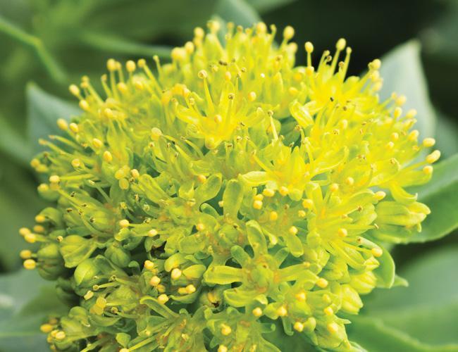 rhodiola flower