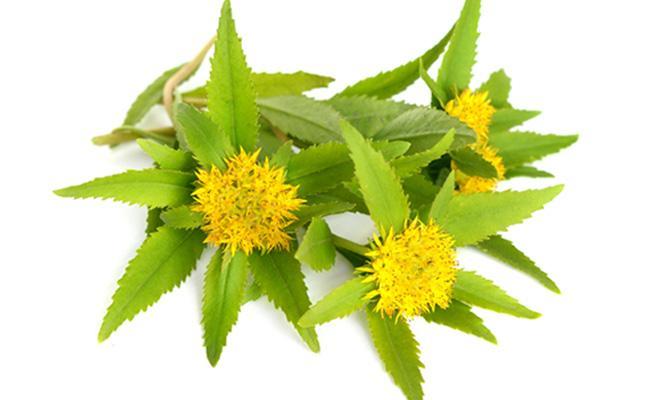 rhodiola