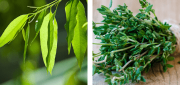 thyme eucalyptus