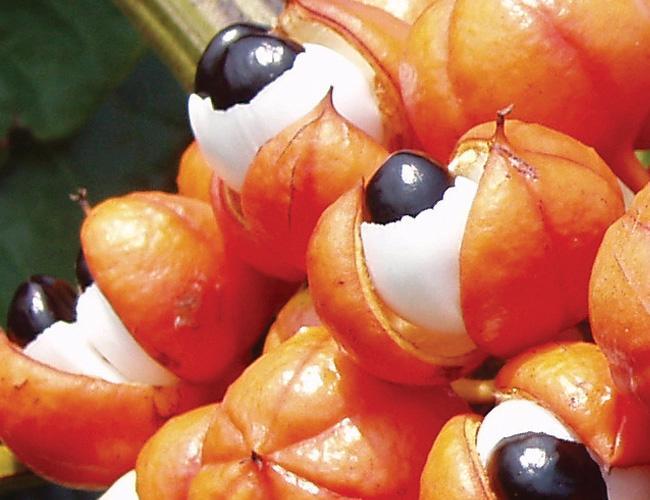 vignette guarana