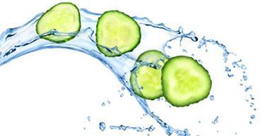 water cucumber