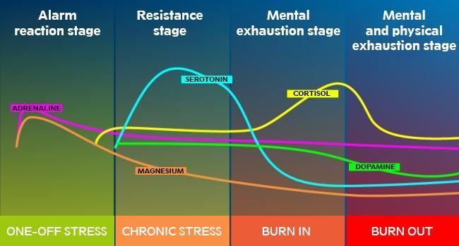 The different stages of stress
