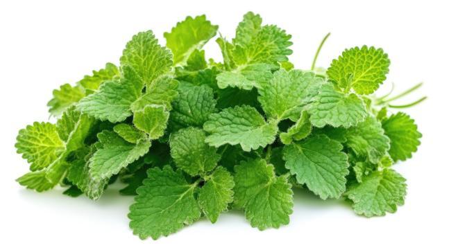 Lemon balm