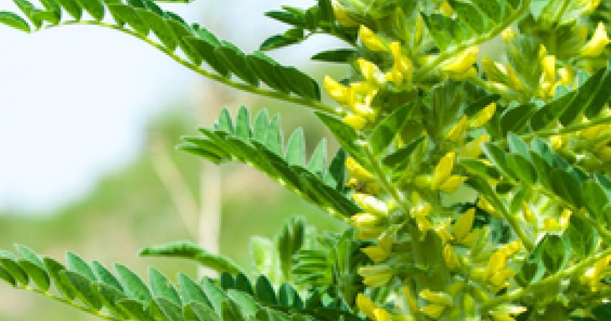 Astragalus