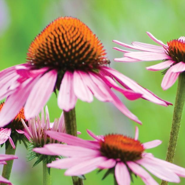 vignette echinacea