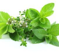 plants sleep vignette