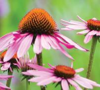 vignette echinacea