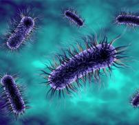 vignette probiotiques et antibiotiques