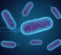 Comprendre les infections urinaires