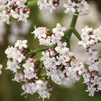 Vignette - Valériane